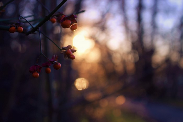 Red berries on a branch at sunset