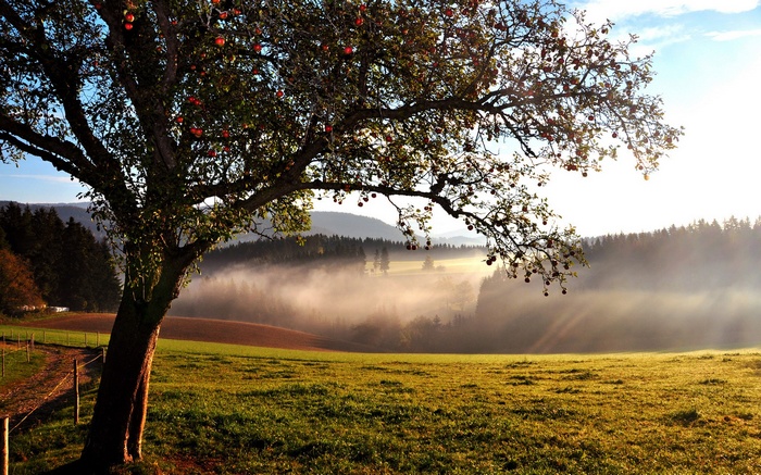 Apple tree in a misty field at sunrise