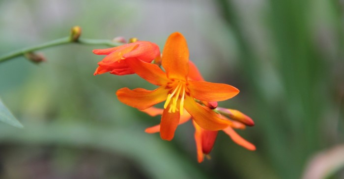 Orange Crocosmia flowers with yellow stamens