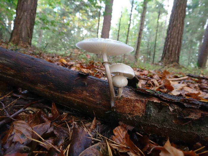 Mushrooms growing on a fallen log in a forest