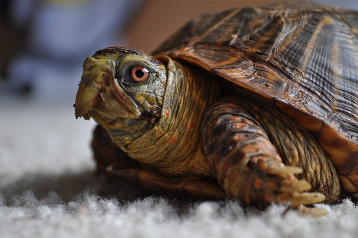Close up of a box turtle on a carpet
