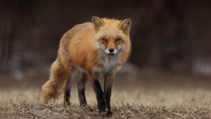 A red fox stands in a grassy field