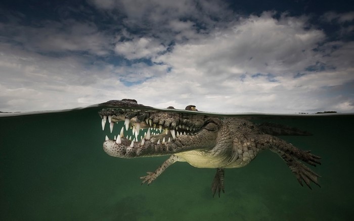 Crocodile with open mouth underwater