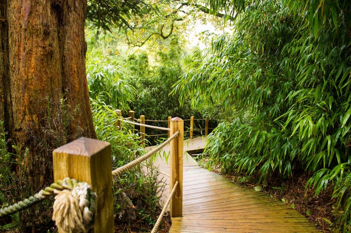 The Lost Gardens Of Heligan Forest Pathway