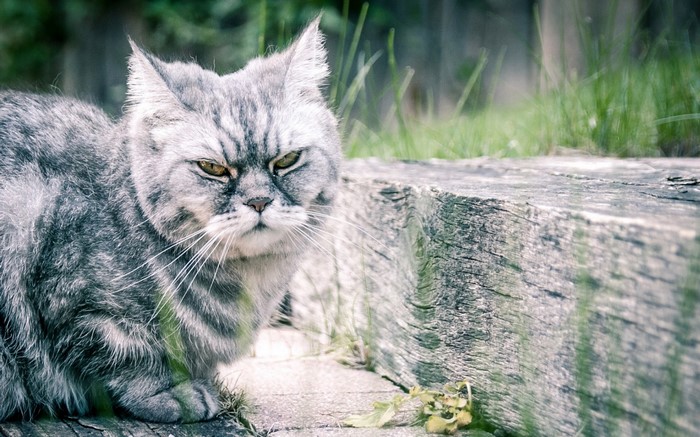 Grumpy grey tabby cat sitting outdoors
