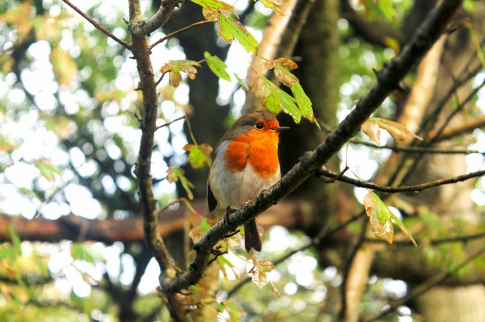 Robin perched on a tree branch