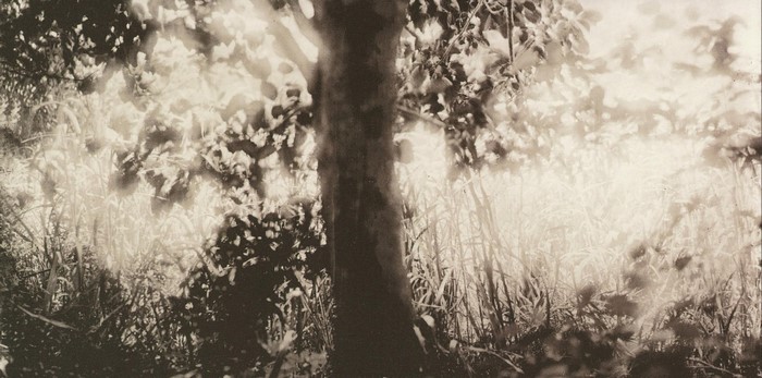 Monochrome forest scene with tree and grass