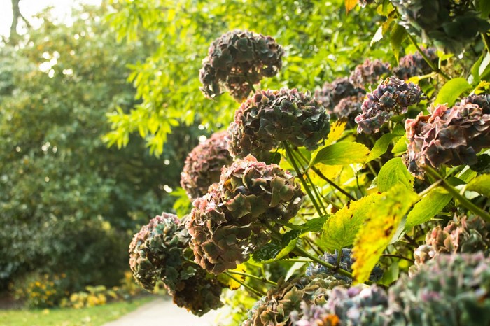 Dried Hydrangea Flowers in a Garden