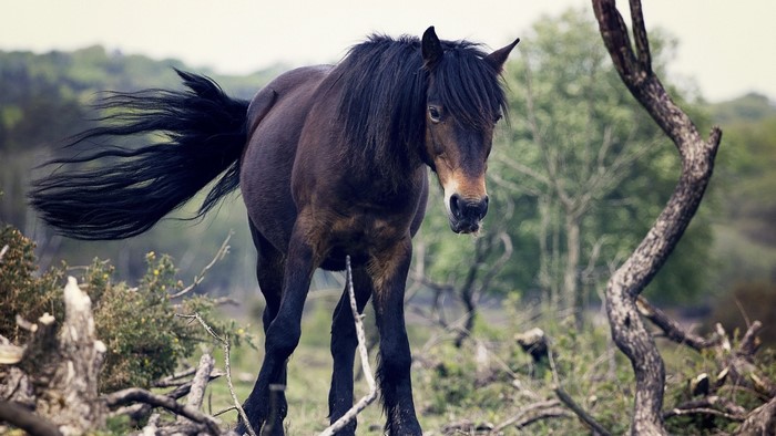 Majestic Dark Horse in Natural Landscape