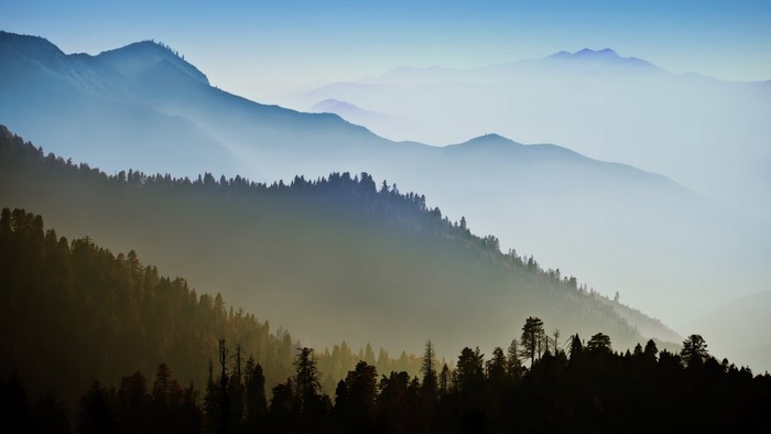 Misty mountain range with pine forest at sunrise