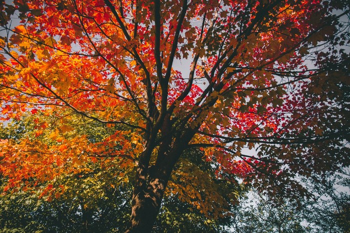 Tree with colorful autumn leaves