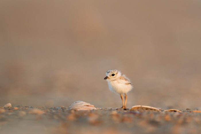 A fluffy baby shorebird stands on a sandy beach