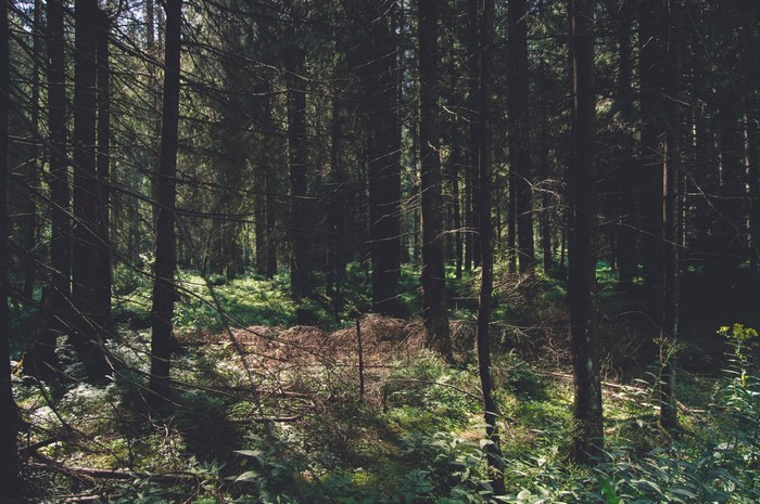 Sunlight filtering through a dense forest with fallen branches