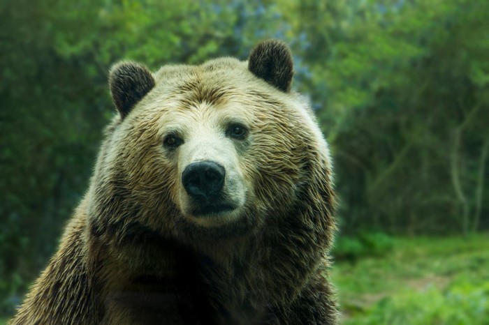 Close-up of a brown bear in a forest