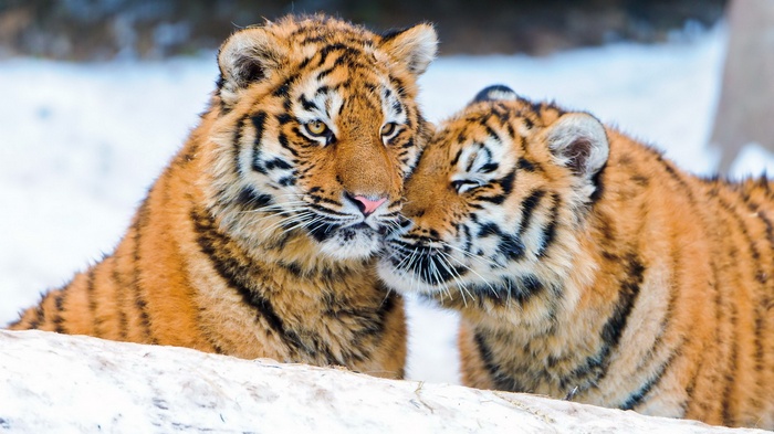 Two tiger cubs cuddling in the snow