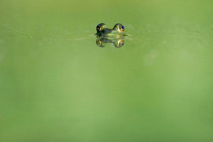 Frog peeking out of green water