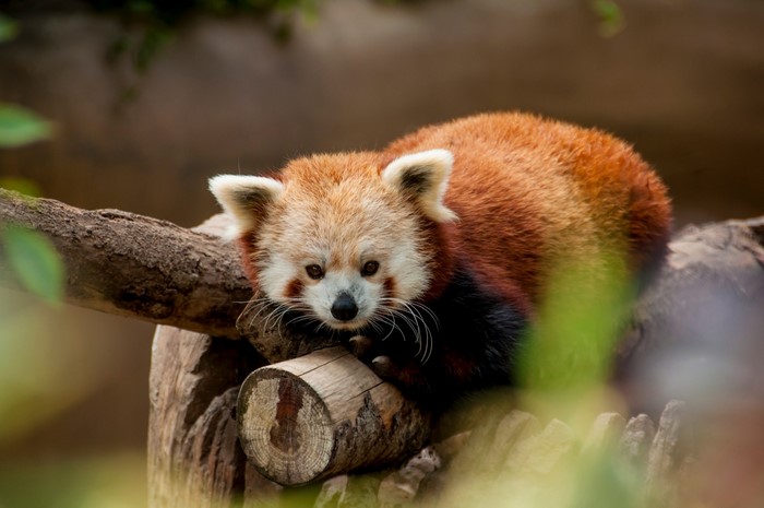 Resting Red Panda on Wooden Logs