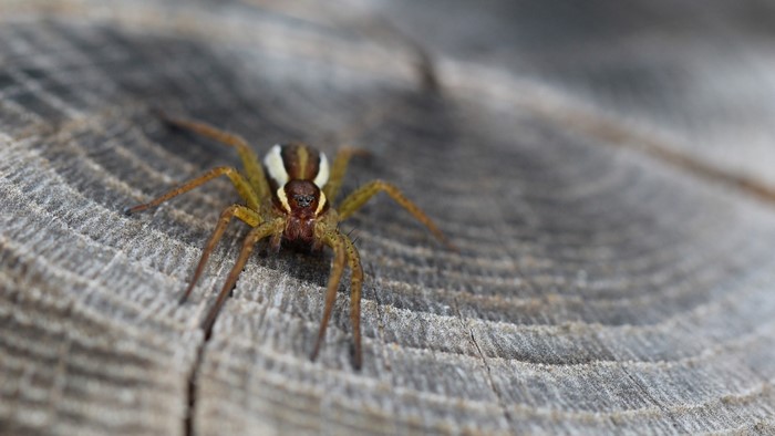 Spider on a wooden surface