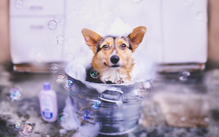 Welsh Corgi Dog Bath with Bubbles