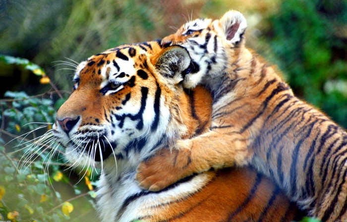 Tiger cub hugging its mother in a forest