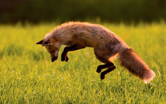 Red fox jumping in a grassy field