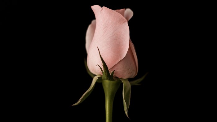 Close up of a pink rose bud on black background