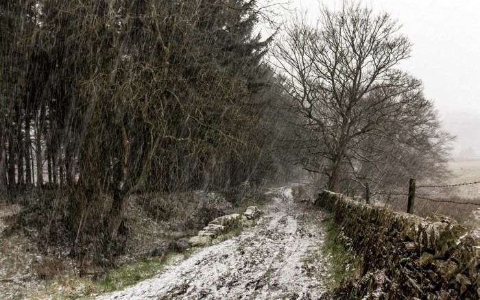 Snowy forest road with stone wall and bare trees