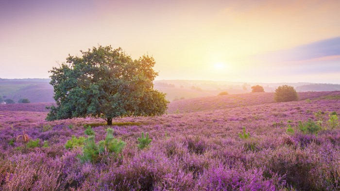 Tree in a field of heather at sunrise