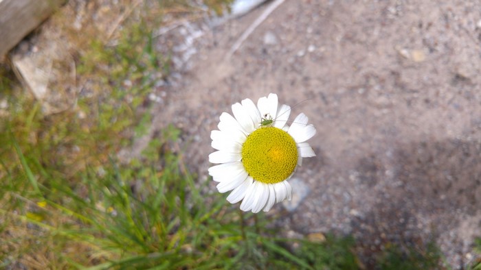 Green grasshopper on a daisy flower