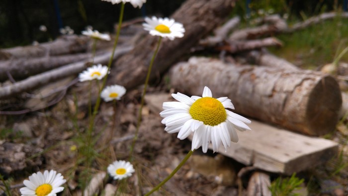 Daisies in a garden with logs