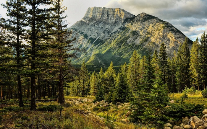 Mountain peak behind a pine forest