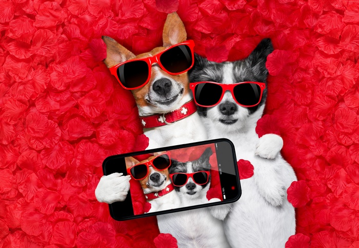 Two dogs taking a selfie with a smartphone