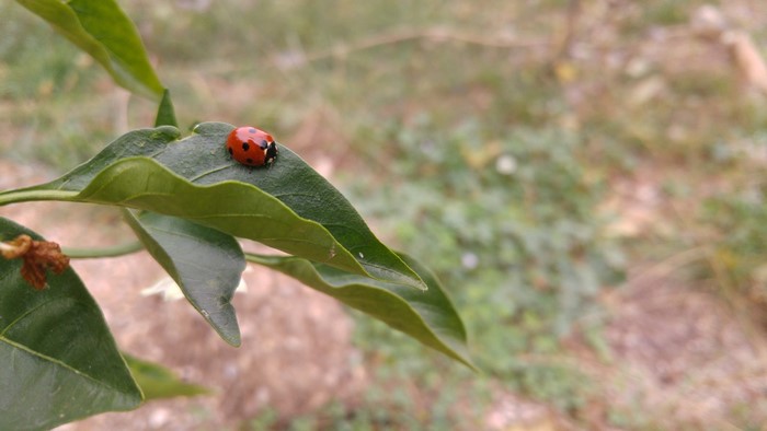 Ladybug on a green leaf