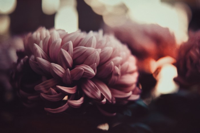 Close up of a pink chrysanthemum flower