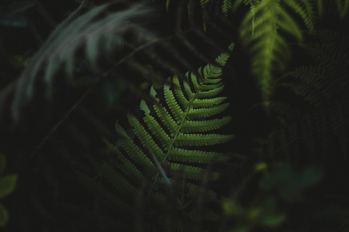 Close up of green fern leaves in dark forest