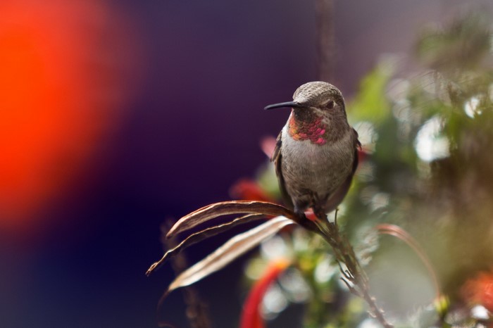 Hummingbird with iridescent throat feathers perched on a branch