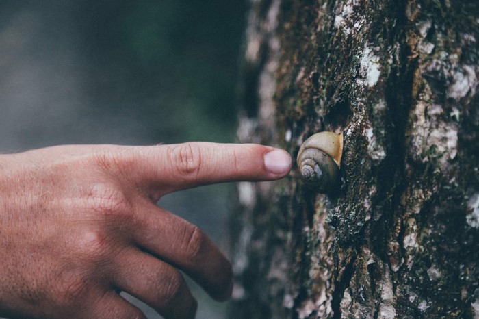 Hand pointing at a snail on a tree