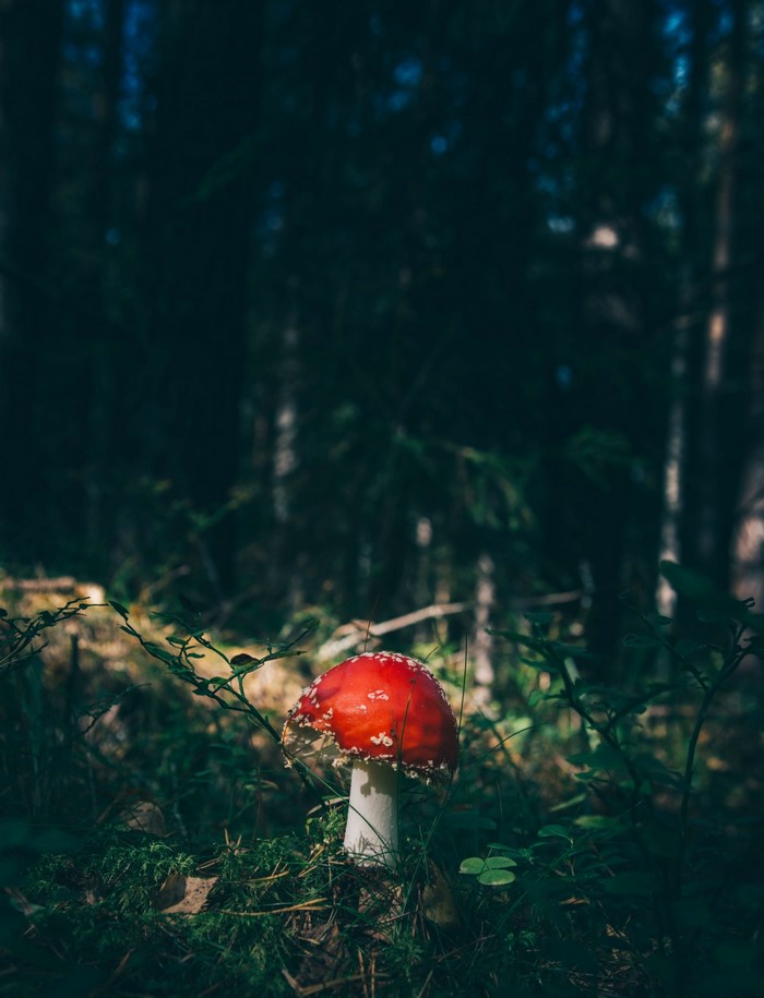 Red mushroom in a dark forest