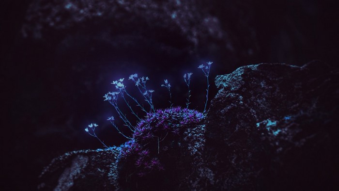 Glowing blue flowers on dark rocks at night