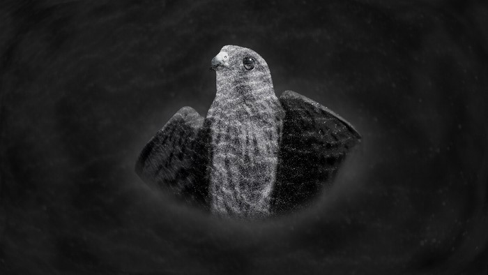Monochrome close-up of a falcon on a dark background