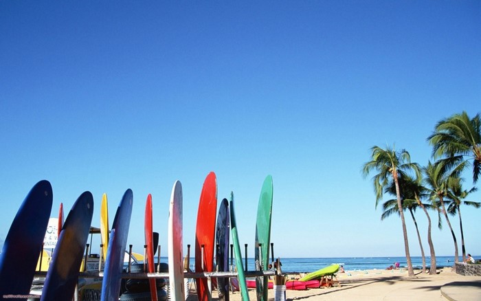 Surfboards lined up on a beach with palm trees