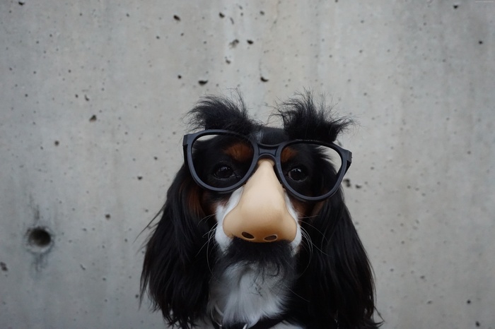 Dog wearing novelty glasses and nose