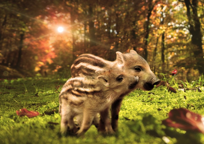 Two baby wild boars in a forest
