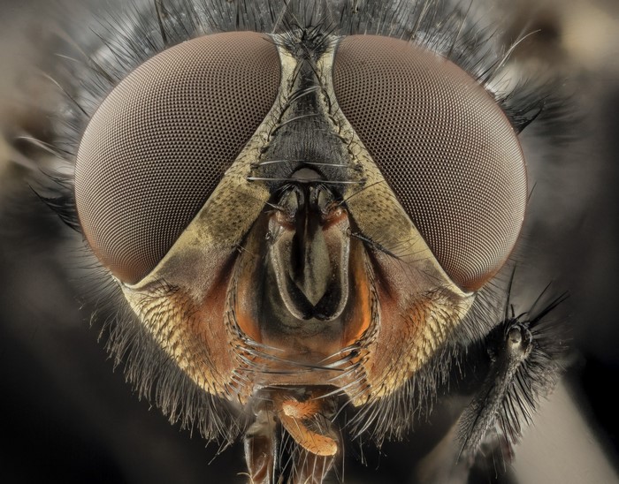 Extreme macro photography of a fly's head