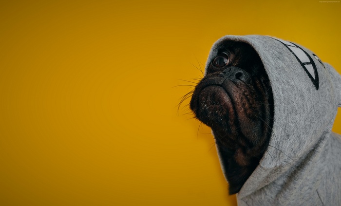 4K Funny Pug Dog in Hoodie