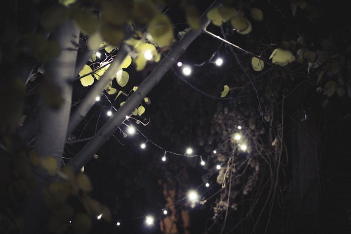 String lights on tree branches at night
