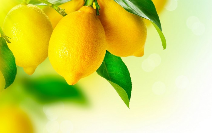 Lemons on a branch with green leaves