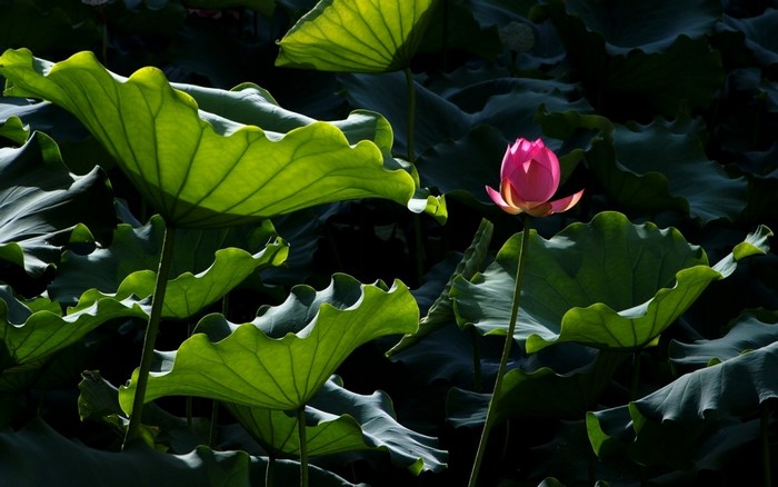 Pink lotus flower among large green leaves