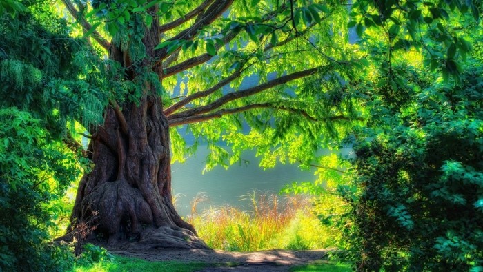 Sunlight filtering through a large tree in a forest