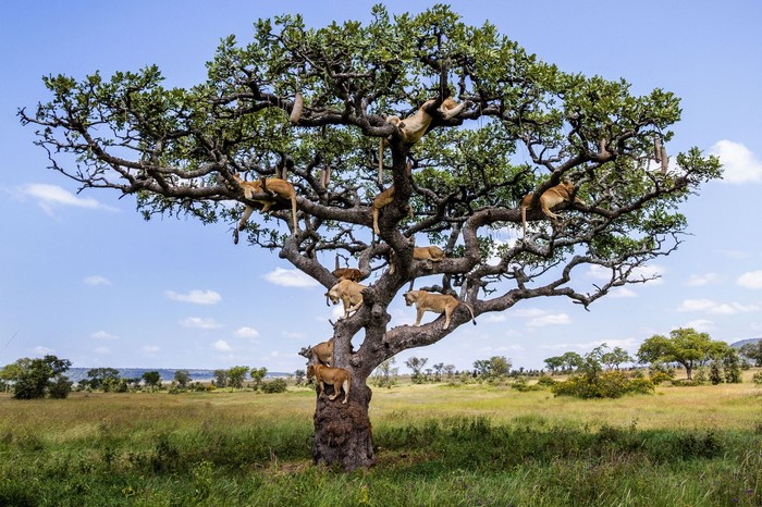 Lions resting on a large tree in the savanna